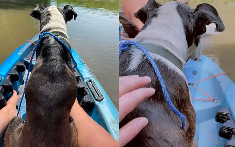 Canoístas resgatam cadela perdida em rio e salvam sua vida canoistas-resgatam-cadela-em-rio-2