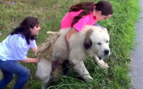 Cão gigante é abandonado na estrada e adotado por família que passava no local Cão gigante é abandonado na estrada e adotado por família que passava no local