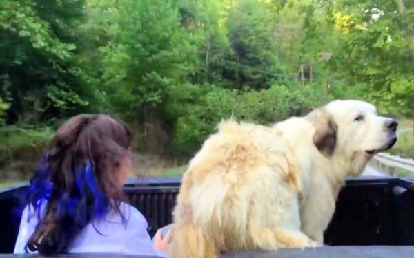 Cão gigante é abandonado na estrada e adotado por família que passava no local Cão gigante é abandonado na estrada e adotado por família que passava no local