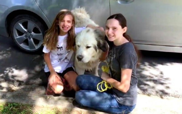 Cão gigante é abandonado na estrada e adotado por família que passava no local cao-gigante-adota-familia-americana