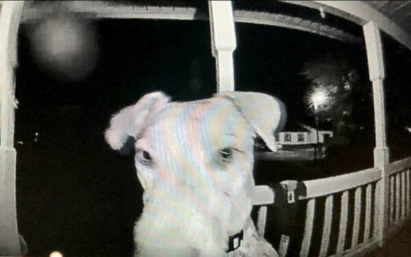 Cão desaparecido volta para casa e toca a campainha para avisar que chegou cao-volta-para-casa-e-toca-a-campainha