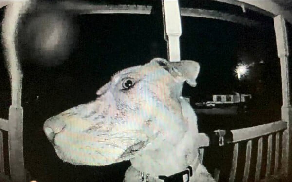 Cão desaparecido volta para casa e toca a campainha para avisar que chegou cao-volta-para-casa-e-toca-a-campainha-2