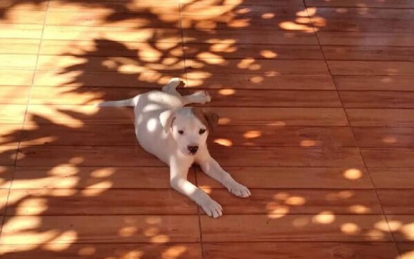 Ciclistas resgatam cachorrinho na beira da estrada e mudam suas vidas para sempre Ciclistas resgatam cachorrinho na beira da estrada e mudam suas vidas para sempre