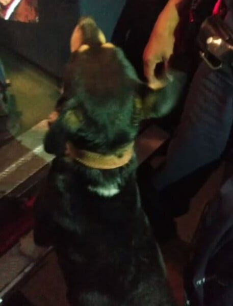 Cachorro da família ajuda a encontrar criança desaparecida a mais de 4 horas crianca-desaparecida-e-encontrada-gracas-ao-cachorro-da-familia-1