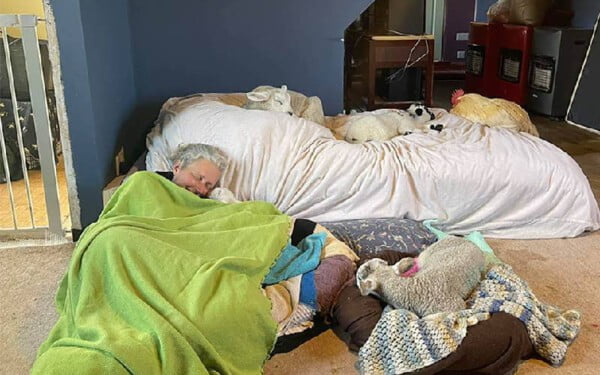 Mulher organiza local para animais idosos passarem os últimos dias