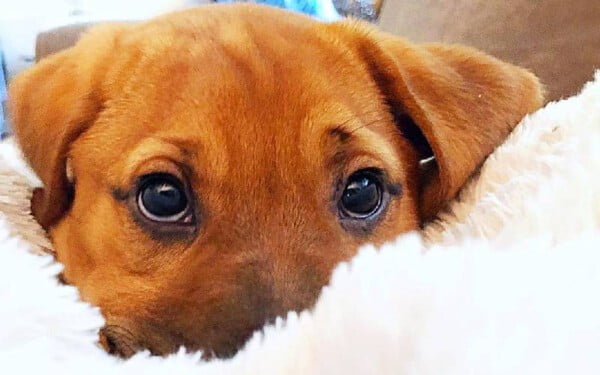 Família encontra um jeito fofo de atenuar a ansiedade do seu cachorro Família encontra um jeito fofo de atenuar a ansiedade do seu cachorro
