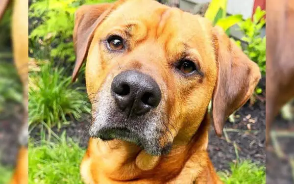 Família encontra um jeito fofo de atenuar a ansiedade do seu cachorro Família encontra um jeito fofo de atenuar a ansiedade do seu cachorro