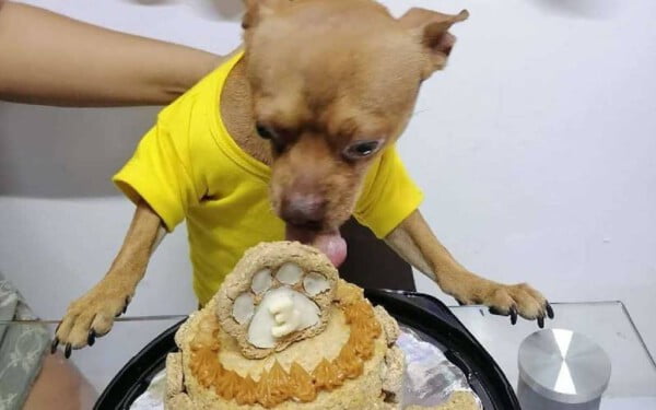 Cachorrinho fica muito feliz com a festa surpresa feita por sua família Cachorrinho fica muito feliz com a festa surpresa feita por sua família