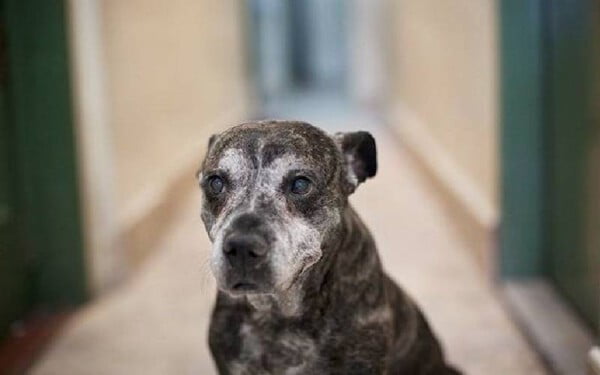 Fotógrafa tira fotos de cachorros de rua idosos para incentivar adoção Fotógrafa tira fotos de cachorros de rua idosos para incentivar adoção