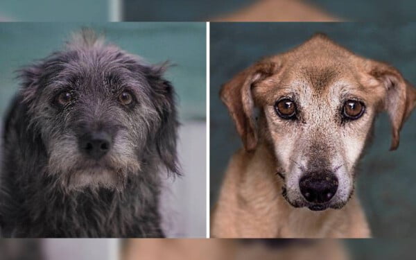 Fotógrafa tira fotos de cachorros de rua idosos para incentivar adoção Fotógrafa tira fotos de cachorros de rua idosos para incentivar adoção