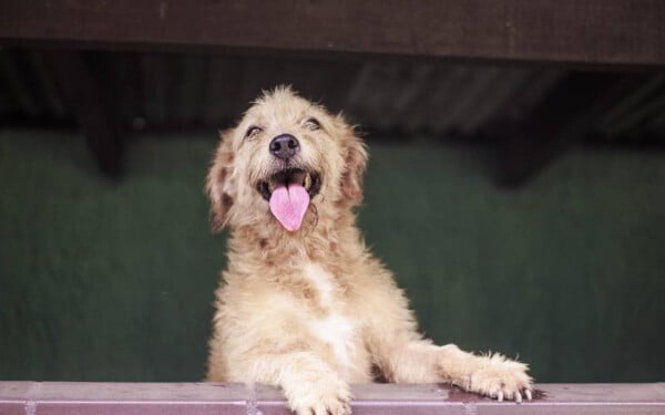 Fotógrafa tira fotos de cachorros de rua idosos para incentivar adoção Fotógrafa tira fotos de cachorros de rua idosos para incentivar adoção