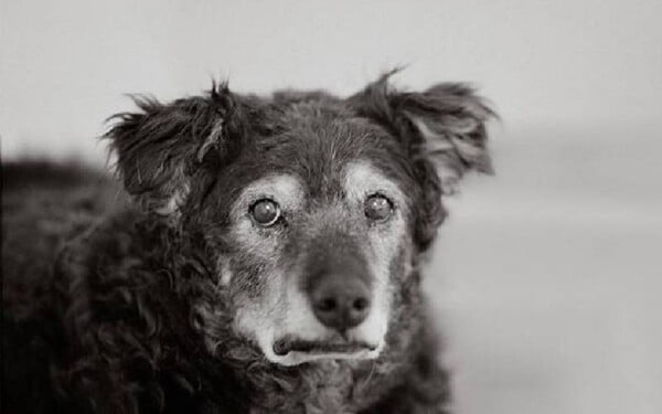Fotógrafa tira fotos de cachorros de rua idosos para incentivar adoção Fotógrafa tira fotos de cachorros de rua idosos para incentivar adoção