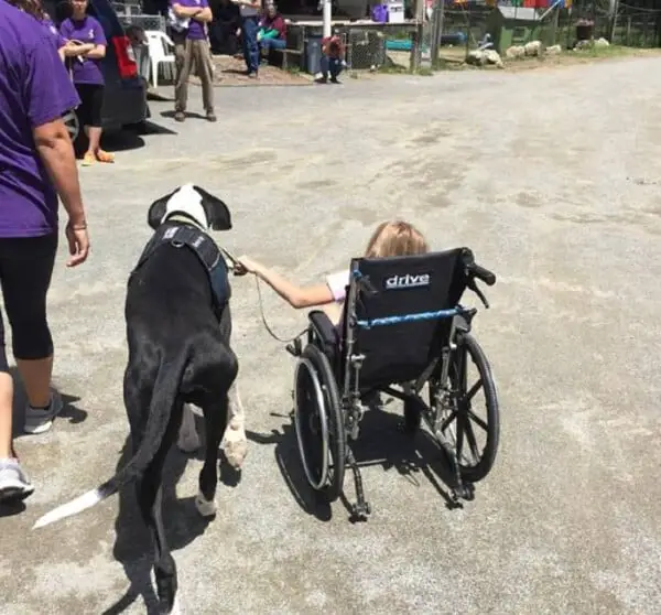 Garota de 13 anos com doença rara, volta a andar com a ajuda de seu cachorro Garota de 13 anos com doença rara, volta a andar com a ajuda de seu cachorro