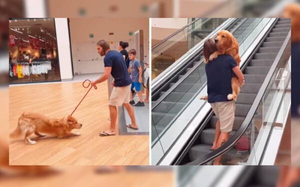Golden retriever fica com medo de subir escada rolante, então seu papai o ajuda golden-retriever-se-recusa-a-subir-escadas-rolantes-1