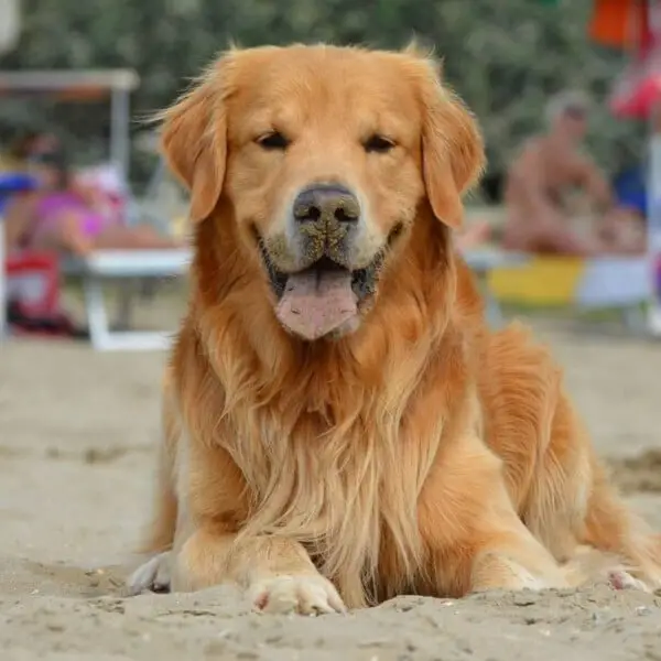 Golden retriever fica com medo de subir escada rolante, então seu papai o ajuda golden-retriever-se-recusa-a-subir-escadas-rolantes-1