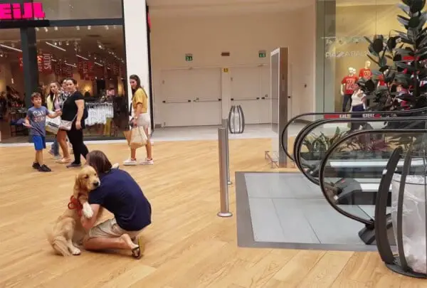 Golden retriever fica com medo de subir escada rolante, então seu papai o ajuda golden-retriever-se-recusa-a-subir-escadas-rolantes-2