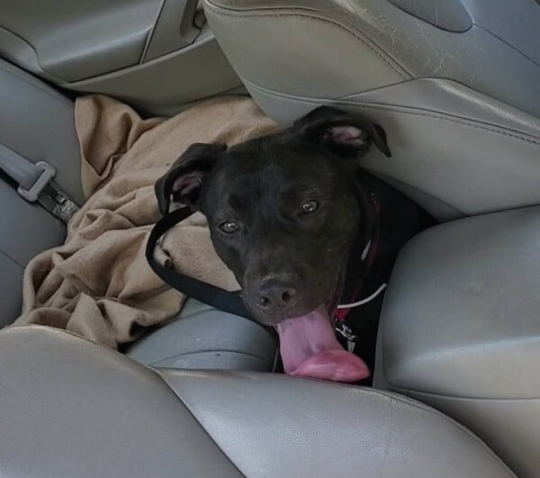 Homem quebra janela para salvar cachorro preso em carro Homem quebra janela para salvar cachorro preso em carro