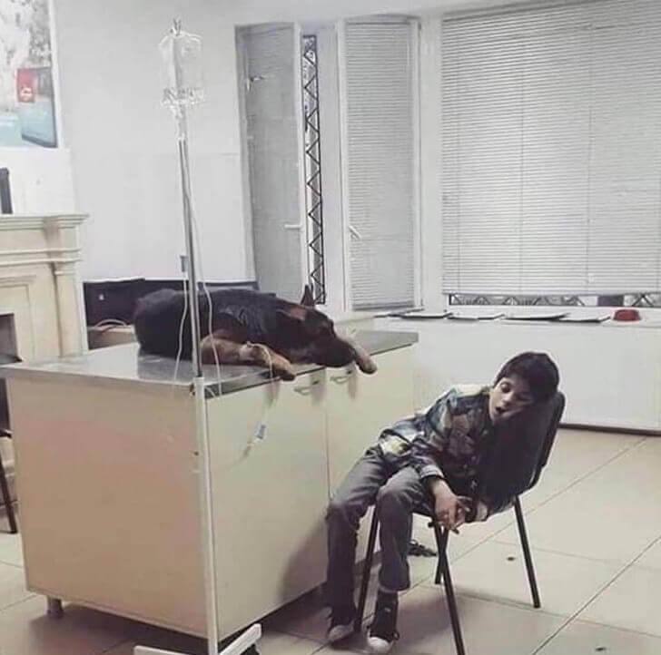 Menino passa a noite ao lado de seu cachorro internado Menino passa a noite ao lado de seu cachorro internado