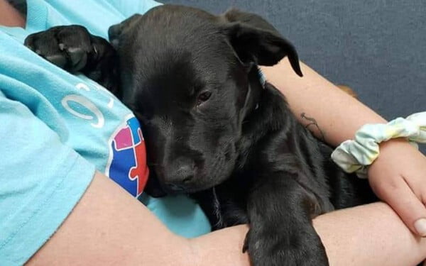 Menino vende sua coleção de pokémons para tratar cachorro doente menino-vende-pokemons-para-tratar-cachorro-doente-1