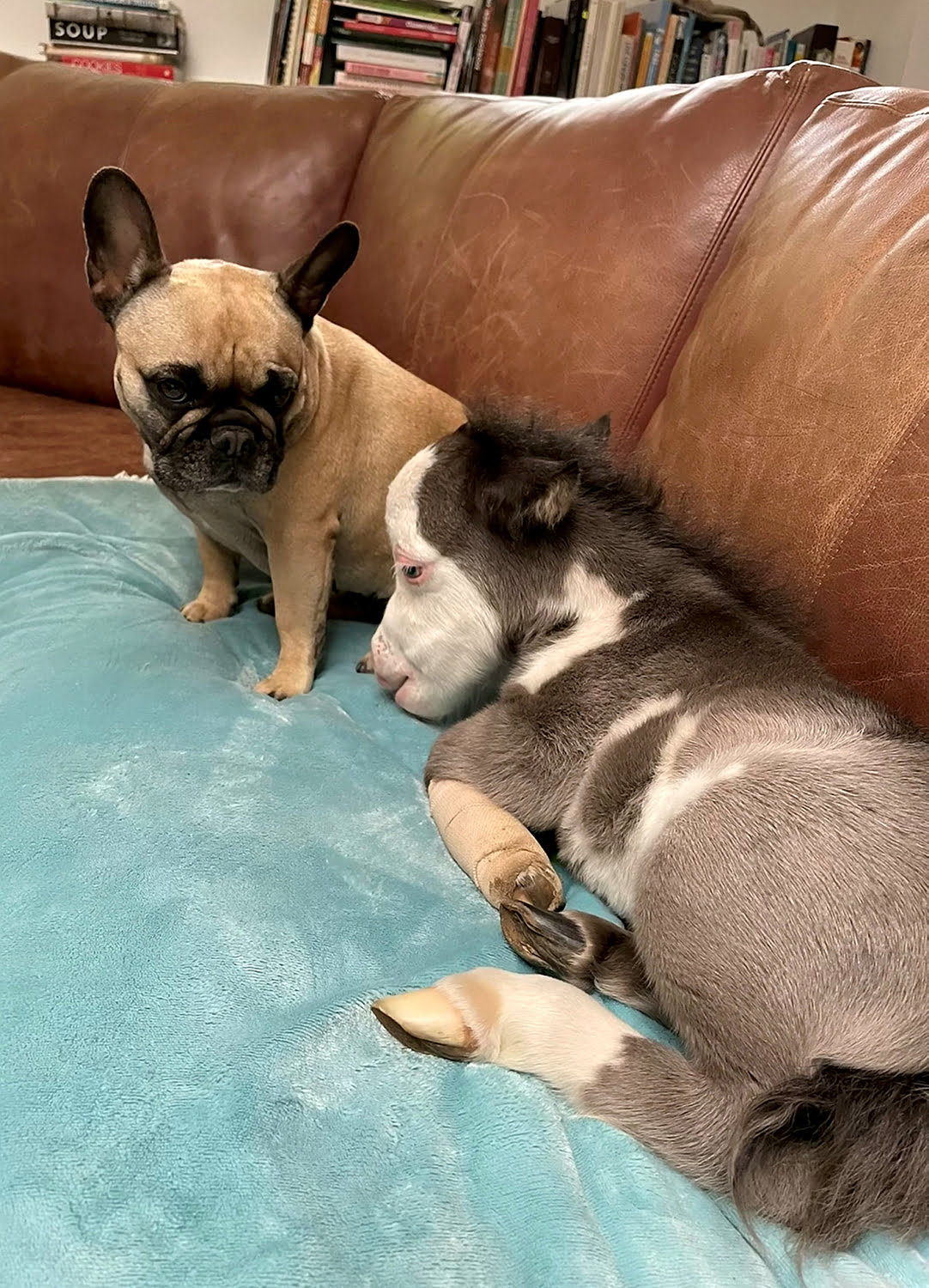 Minicavalo rejeitado pela mãe encontra um novo lar com 3 cachorrinhos Minicavalo rejeitado pela mãe encontra um novo lar com 3 cachorrinhos