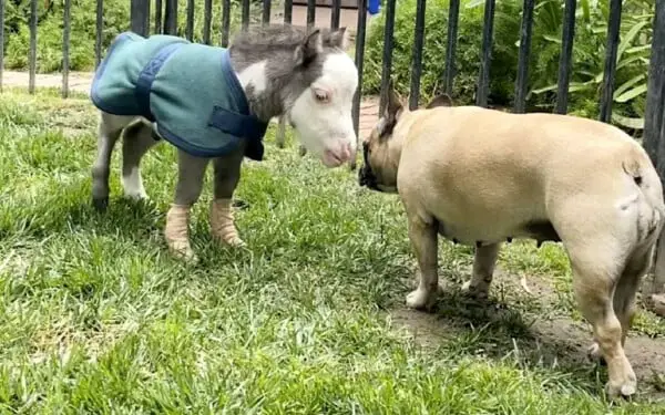 Minicavalo rejeitado pela mãe encontra um novo lar com 3 cachorrinhos minicavalo-rejeitado-pela-mae-encontra-um-novo-lar