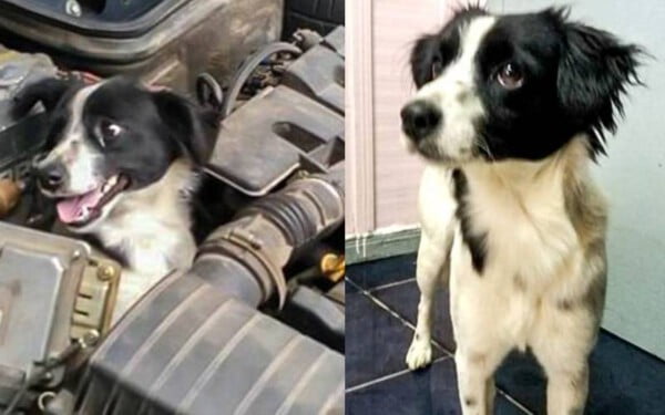 Mulher encontra cachorro no motor do carro ao verificar sinais de defeito mulher-encontra-cachorro-no-motor-do-carro-1
