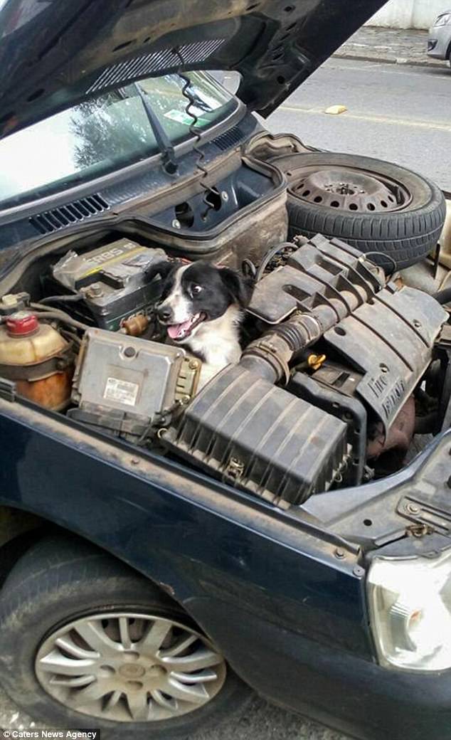 Mulher encontra cachorro no motor do carro ao verificar sinais de defeito