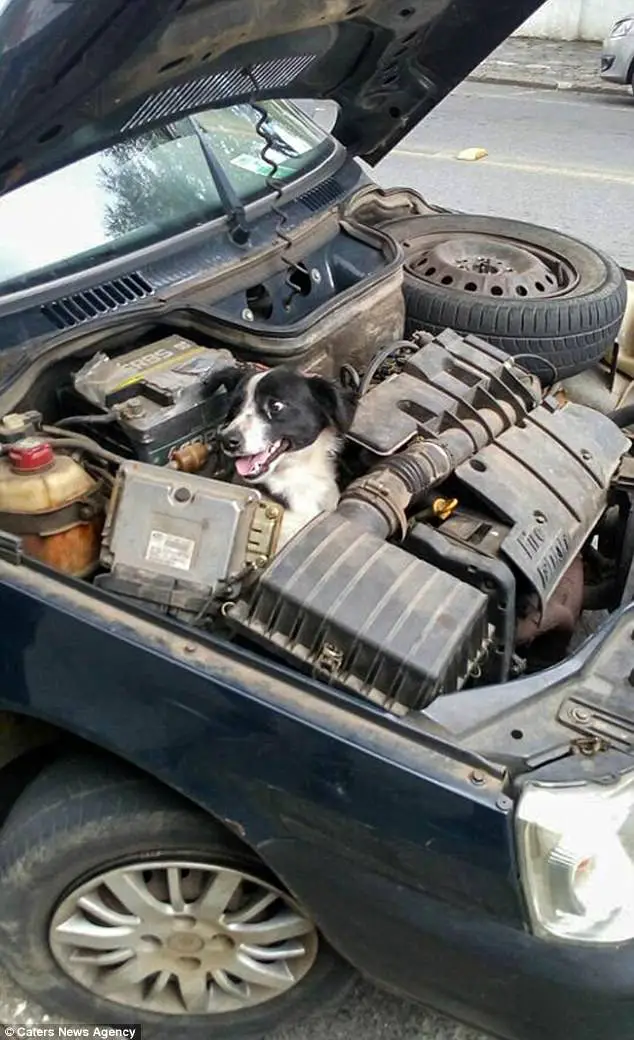 Mulher encontra cachorro no motor do carro ao verificar sinais de defeito Mulher encontra cachorro no motor do carro ao verificar sinais de defeito