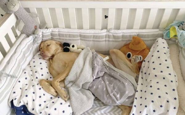 Mulher prepara enxoval e quarto de bebê para filhote de cachorro mulher-prepara-enxoval-de-bebe-para-filhote-1