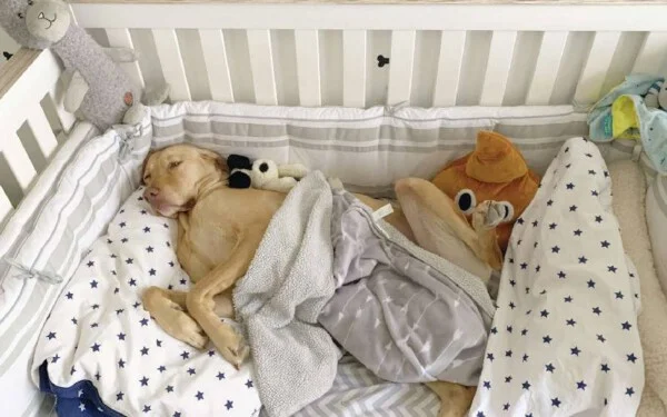 asomadetodosafetos.com - Realizando sonho, mulher prepara enxoval e quarto de bebê para seu novo cachorrinho