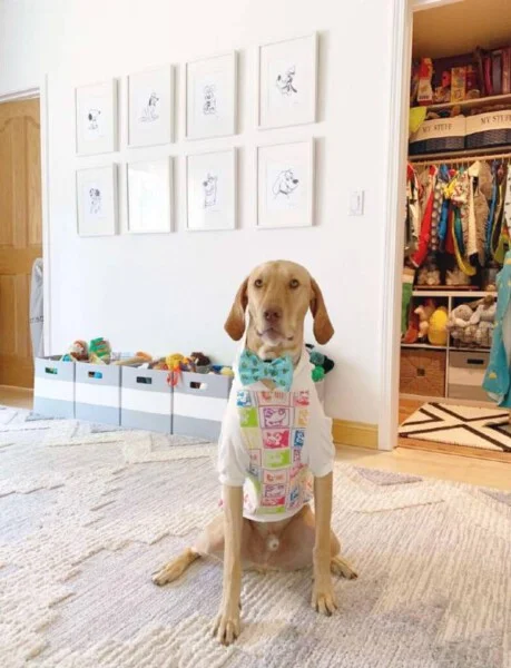 Realizando sonho, mulher prepara enxoval e quarto de bebê para seu novo cachorrinho asomadetodosafetos.com - Realizando sonho, mulher prepara enxoval e quarto de bebê para seu novo cachorrinho
