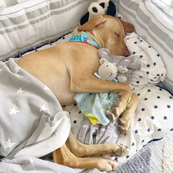 asomadetodosafetos.com - Realizando sonho, mulher prepara enxoval e quarto de bebê para seu novo cachorrinho