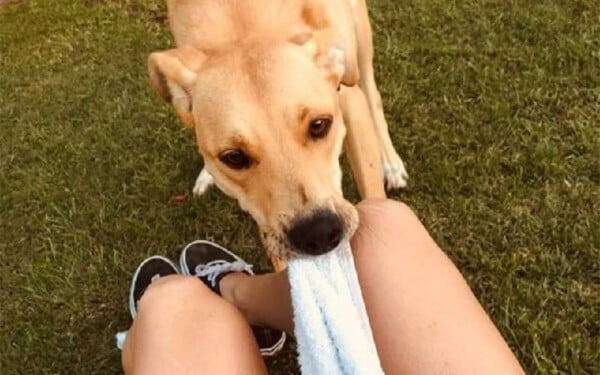 Reencontro emocionante de uma mulher e seu cachorro perdido por 3 meses mulher-reencontra-cachorro-perdido-por-tres-meses-4