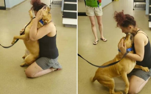 Mulher decide adotar e chegando no abrigo reencontra seu cão perdido há 2 anos