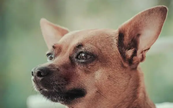 10 raças de cachorro que gostam de colo raças de cachorro gostam de colo