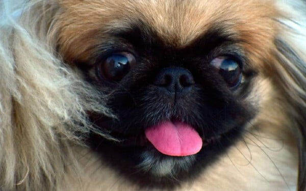 10 raças de cachorro que gostam de colo raças de cachorro gostam de colo