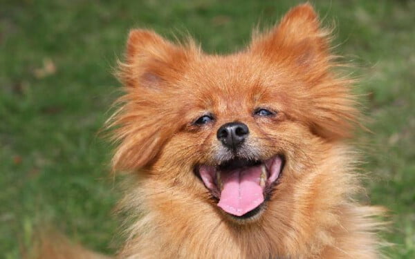 10 raças de cachorro que gostam de colo raças de cachorro gostam de colo