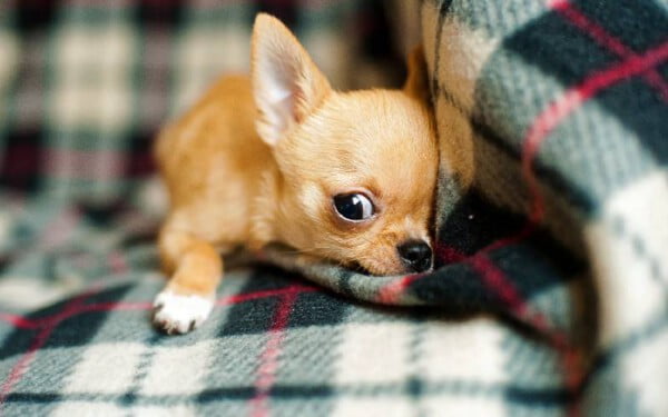 10 raças de cachorro que gostam de colo raças de cachorro gostam de colo