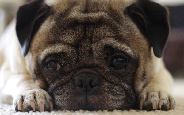 10 raças de cachorro que gostam de colo raças de cachorro gostam de colo