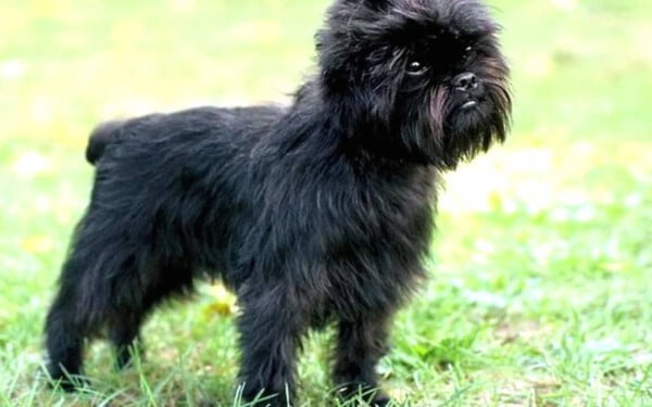 30 raças raras de cachorros que provavelmente você não conhece raças raras de cachorros que provavelmente você não conhece