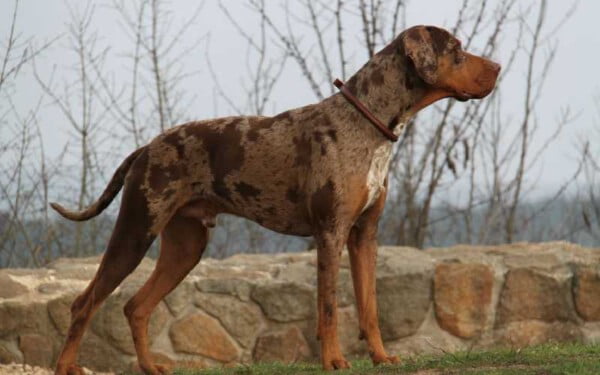 raças raras de cachorros que provavelmente você não conhece