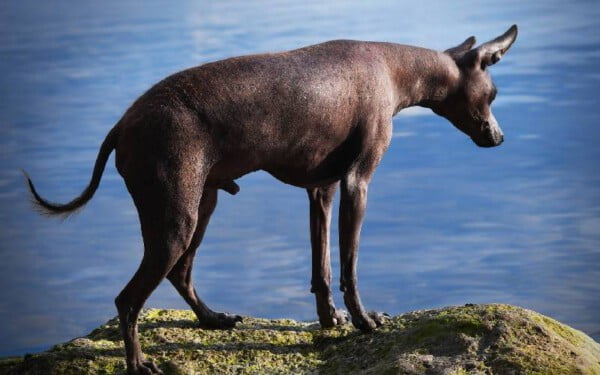 raças raras de cachorros que provavelmente você não conhece