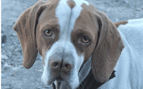 30 raças raras de cachorros que provavelmente você não conhece raças raras de cachorros que provavelmente você não conhece