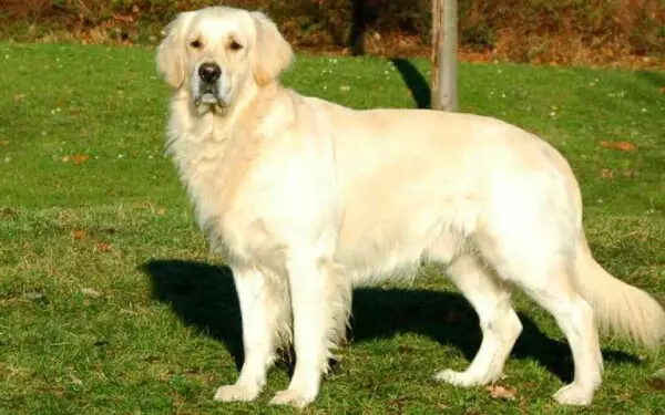 30 raças raras de cachorros que provavelmente você não conhece raças raras de cachorros que provavelmente você não conhece