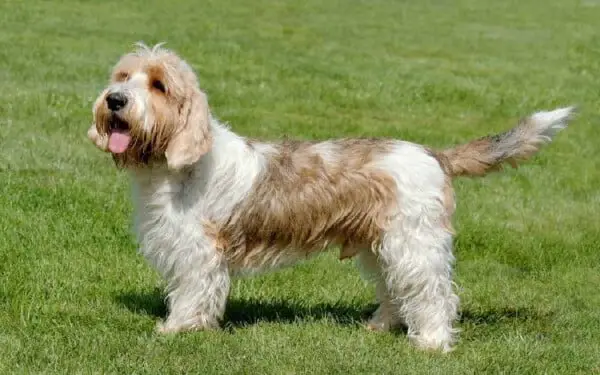 30 raças raras de cachorros que provavelmente você não conhece raças raras de cachorros que provavelmente você não conhece