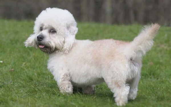 30 raças raras de cachorros que provavelmente você não conhece raças raras de cachorros que provavelmente você não conhece