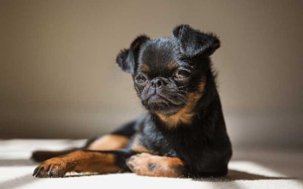 30 raças raras de cachorros que provavelmente você não conhece raças raras de cachorros que provavelmente você não conhece