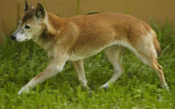 raças raras de cachorros que provavelmente você não conhece