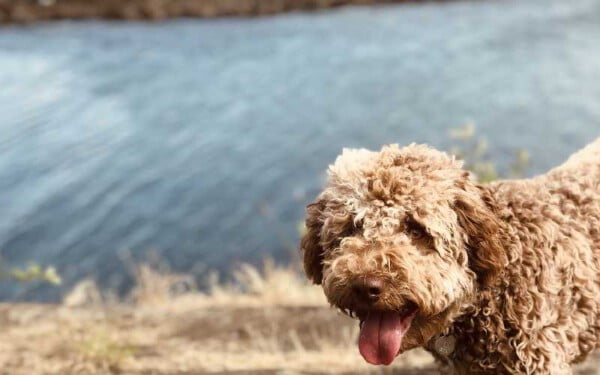 raças raras de cachorros que provavelmente você não conhece