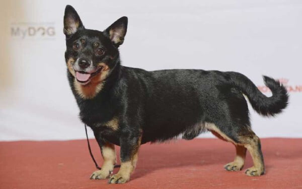 30 raças raras de cachorros que provavelmente você não conhece raças raras de cachorros que provavelmente você não conhece
